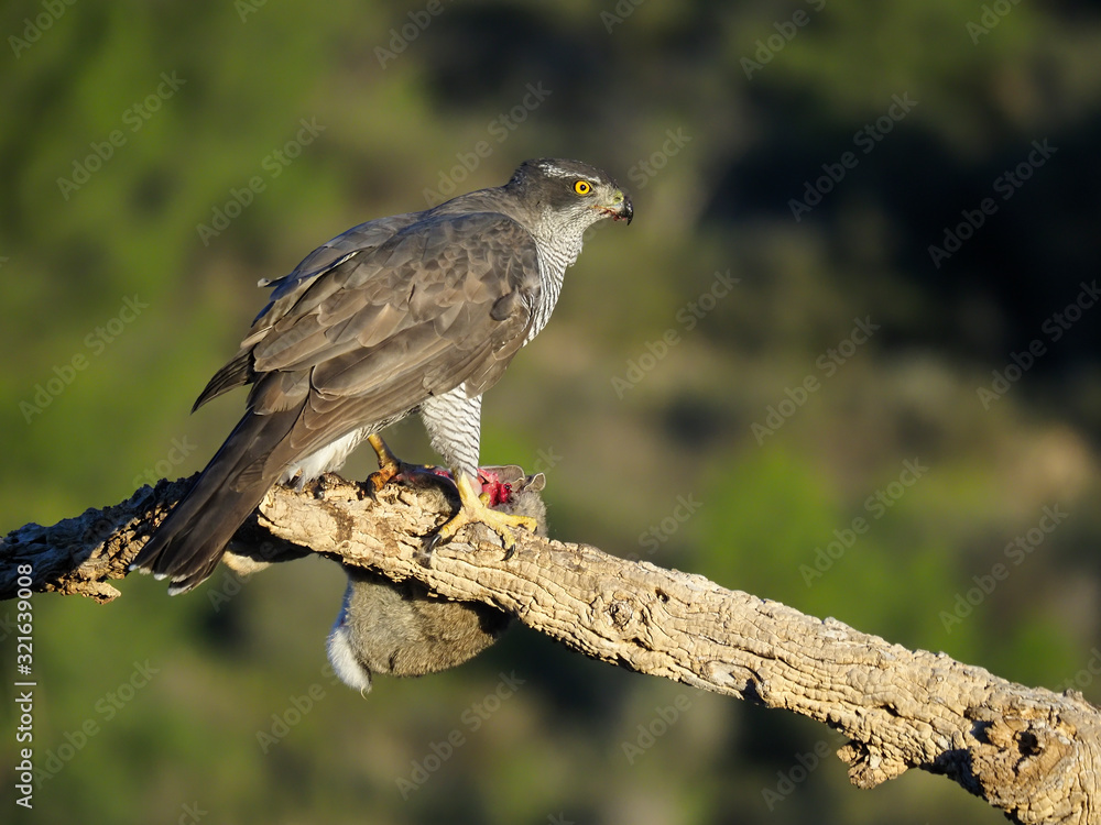 Fototapeta premium Goshawk, Accipiter gentilis