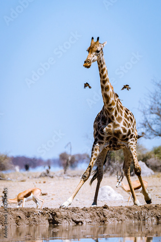 Canvas Print Giraffe