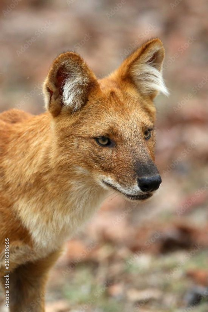 Obraz premium jackal in serengeti national park tanzania africa
