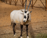 Arabian Oryx in Saudi Arabia Animal Reserve, Al Ula