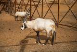 Arabian Oryx in Saudi Arabia Animal Reserve, Al Ula
