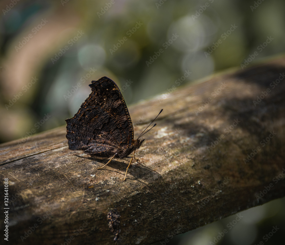 Obraz premium Butterfly Brown 