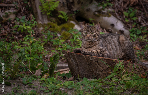 Cat on Stump 