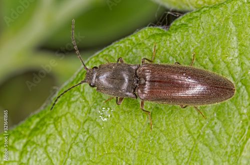 Athous beetle is a genus of click beetles belonging to the family Elateridae