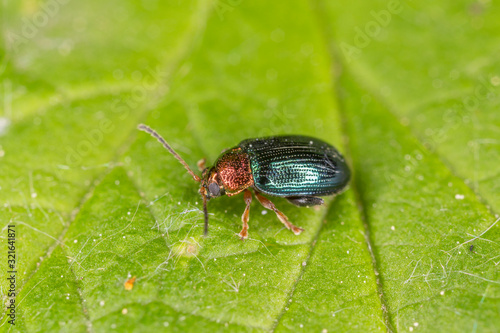 Beetle Crepidodera aurata. Willow flea beetle, Crepidodera aurata on green leaf.