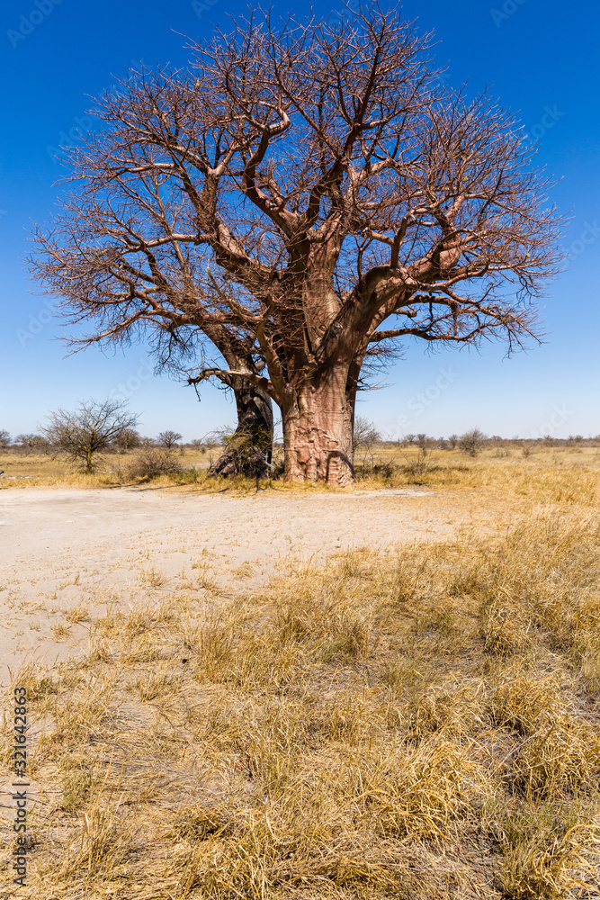 Baobab Baobab
