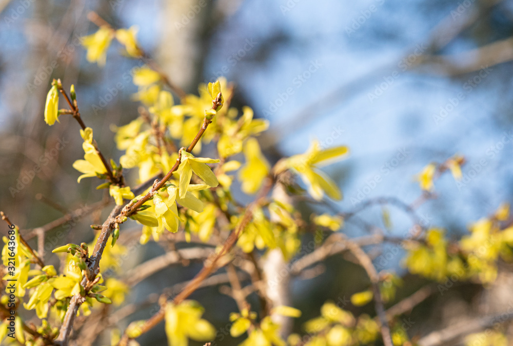 branch of blooming yellow forsythia tree in early spring branch of blooming yellow forsythia tree in early spring