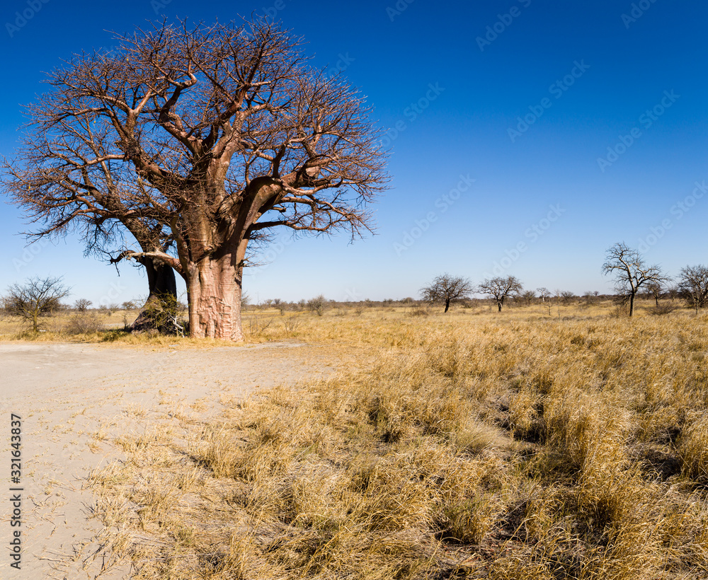 Baobab Baobab