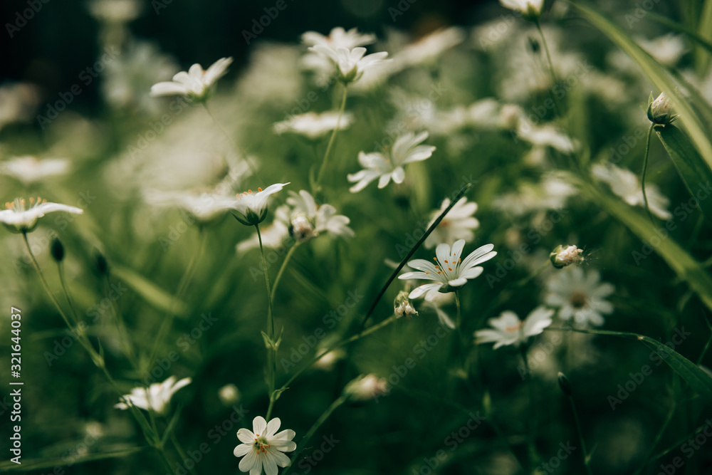 Texture of little white spring flowers of asterisk on a green grass background. Texture of little white spring flowers of asterisk on a green grass background.