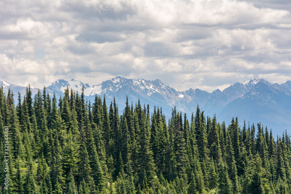 View of coniferous trees on a slope and mountains in Olympic National Park, Olympic Peninsula, Washington State US