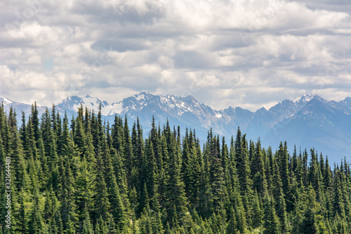 View of coniferous trees on a slope and mountains in Olympic National Park, Olympic Peninsula, Washington State US