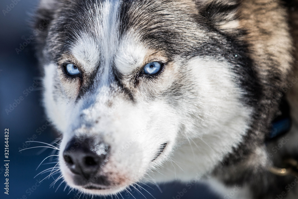 Ice blue Dog Eyes