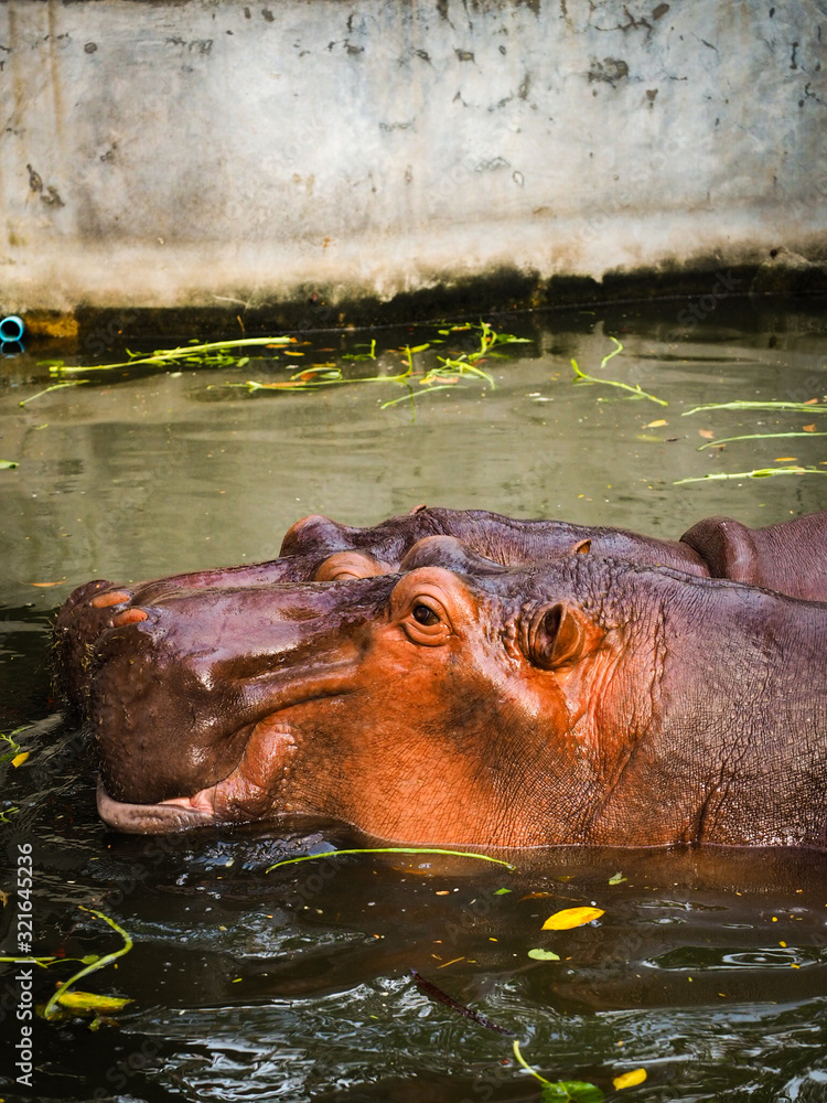Fototapeta premium hippo in water