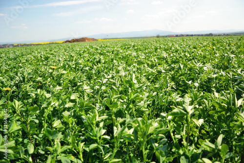 Close up of Alfalfa (Medicago sativa) field in Slovakia. Lucerne and meadow with village in background. Important agricultural forage crop. It's used for grazing, hay, silage, green manure, cover crop