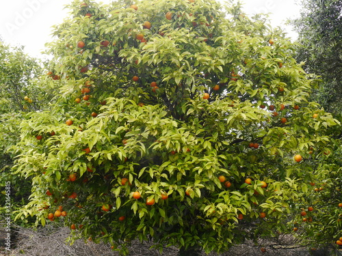 drzewo z owocami pomarańczy