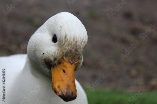 cute white duck