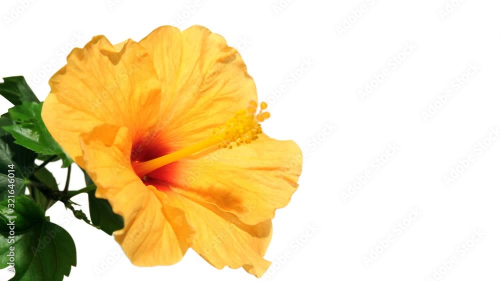Blooming hibiscus flower timelapse with alpha mask Blooming hibiscus flower timelapse with alpha mask