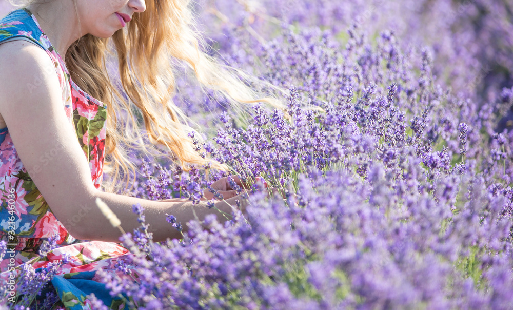 Flower picker at work. Fragrant field of blooming mountain lavender. Aromatherapy concept Flower picker at work. Fragrant field of blooming mountain lavender. Aromatherapy concept