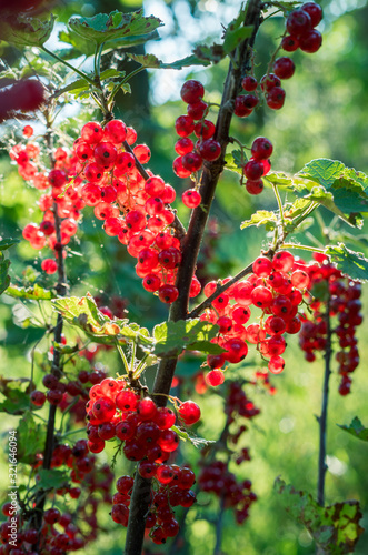 Red currants -  red French grapes. Ripe red currants close-up as background