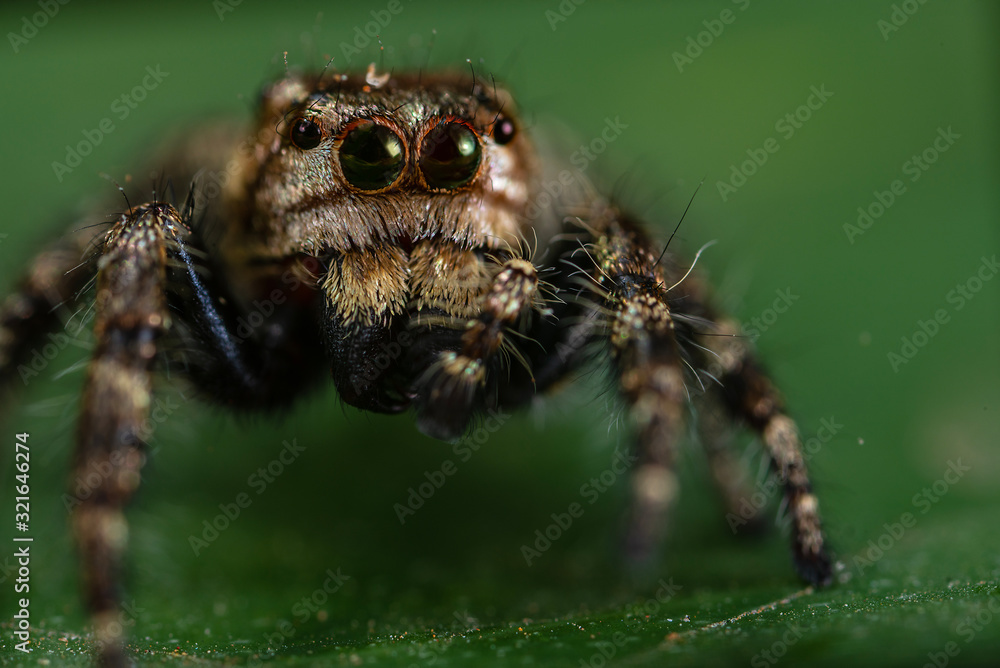 jumping spider jumping spider