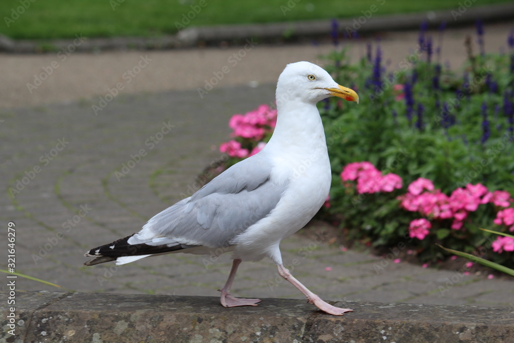 seagull seagull