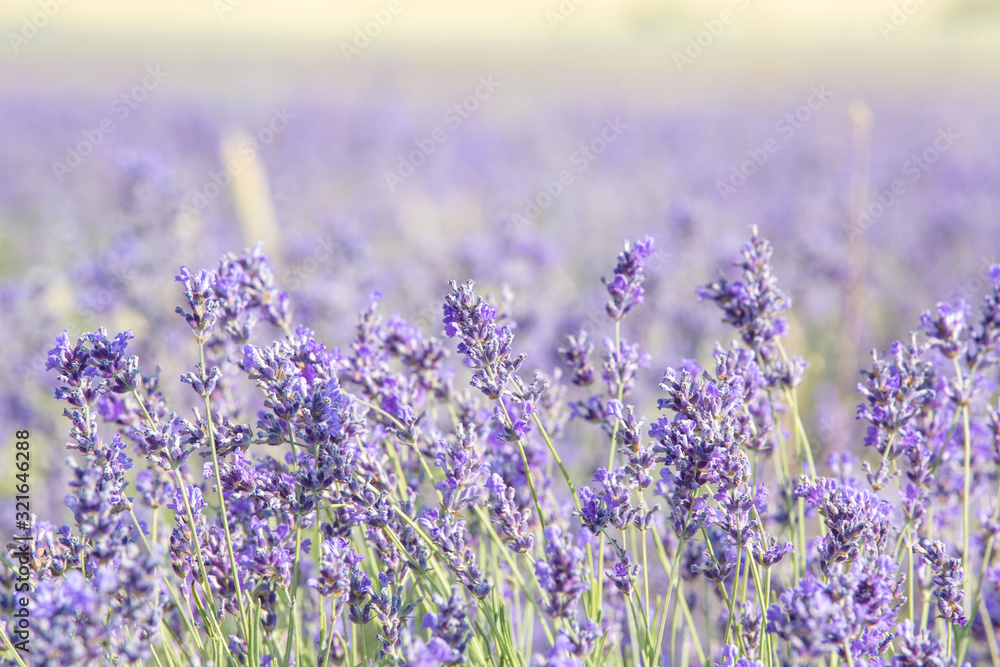 lavender on the field