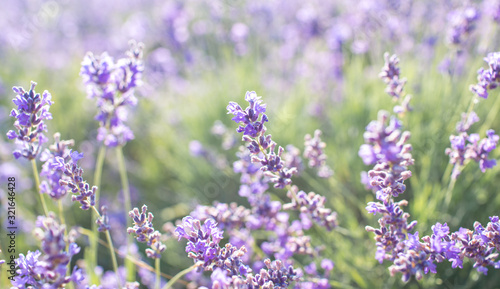 lavender on the field