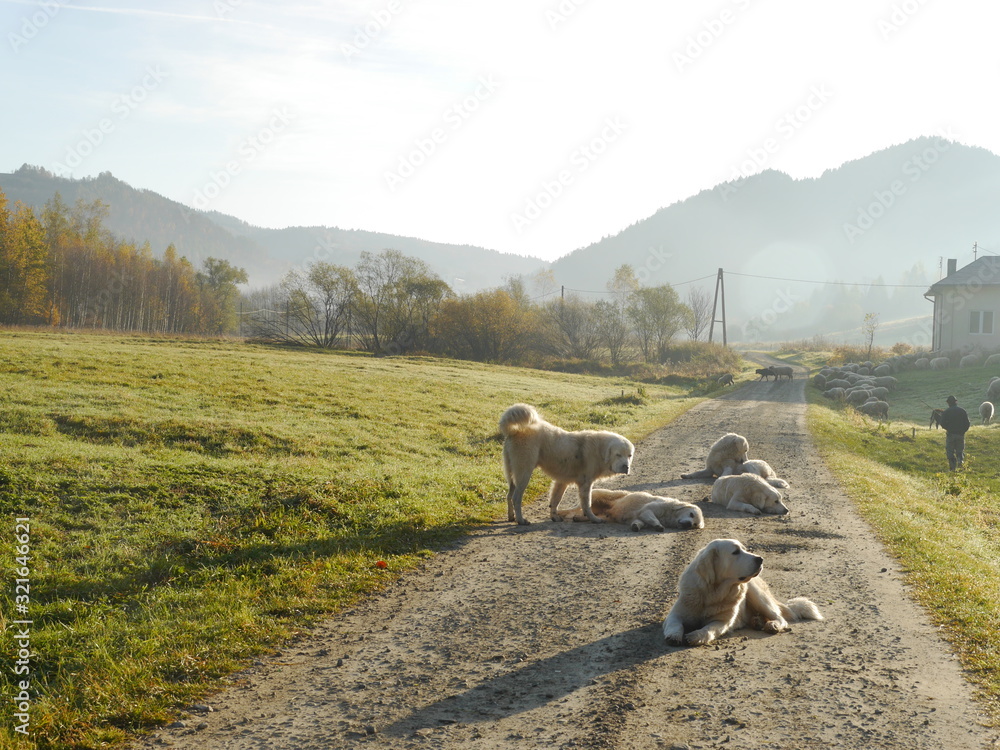 Obraz na płótnie psy pasterskie odpoczywające przy owcach.jesienny krajobraz Pienin w salonie