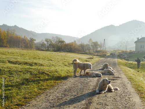 psy pasterskie odpoczywające przy owcach.jesienny krajobraz Pienin