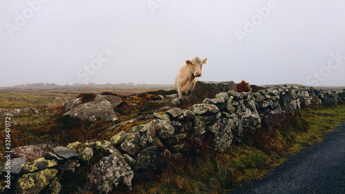 Vacas en la niebla