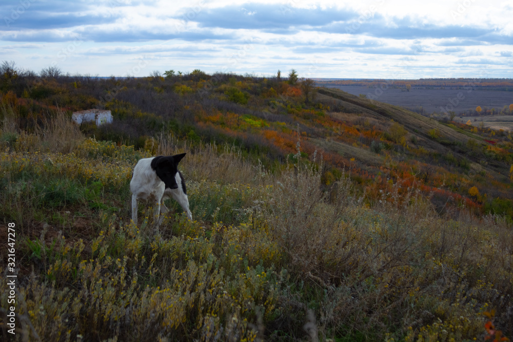 Portrait of a dog, walking on a hill
