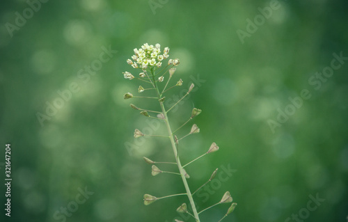 Close up of shepherd's purse (Capsella bursa-pastoris) on springtime. Flower of Shepherd purse. Meadow in spring