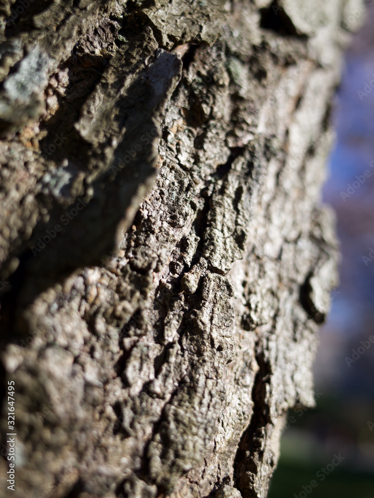 a closeup shot on tree trunks a closeup shot on tree trunks