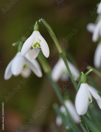 Snowdrops in a hedgerow on Bodmin Moor Cornwall