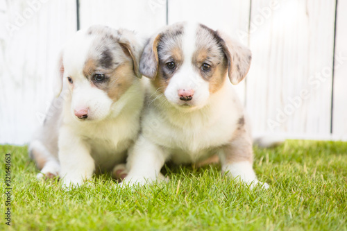 Corgi puppies