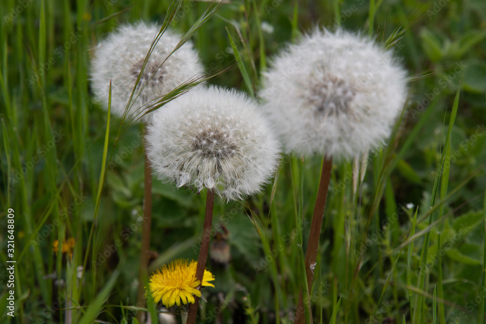 Dandelion in grass. Bunch of white and yellow dandelion flowers on long plant stems among fresh green grass lawn. Fluffy dandelion seeds closeup on blurry background. Spring blooming flowers. Dandelion in grass. Bunch of white and yellow dandelion flowers on long plant stems among fresh green grass lawn. Fluffy dandelion seeds closeup on blurry background. Spring blooming flowers.