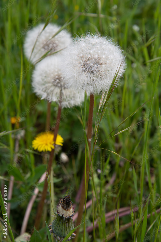 Dandelion in grass. White flowers of fluffy dandelion seeds on long plant stems among fresh green grass lawn. Spring blooming flowers of white and yellow colors. Fragility of nature. Dandelion in grass. White flowers of fluffy dandelion seeds on long plant stems among fresh green grass lawn. Spring blooming flowers of white and yellow colors. Fragility of nature.