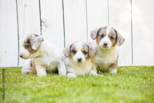 Corgi puppies