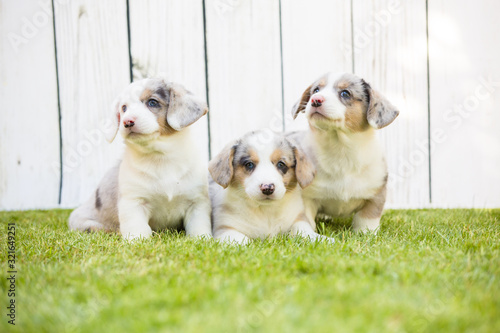 Corgi puppies