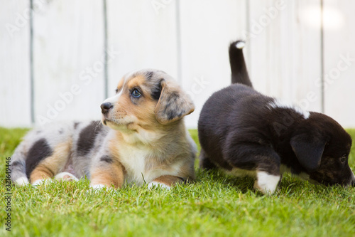 Corgi puppies © Kirill Grekov