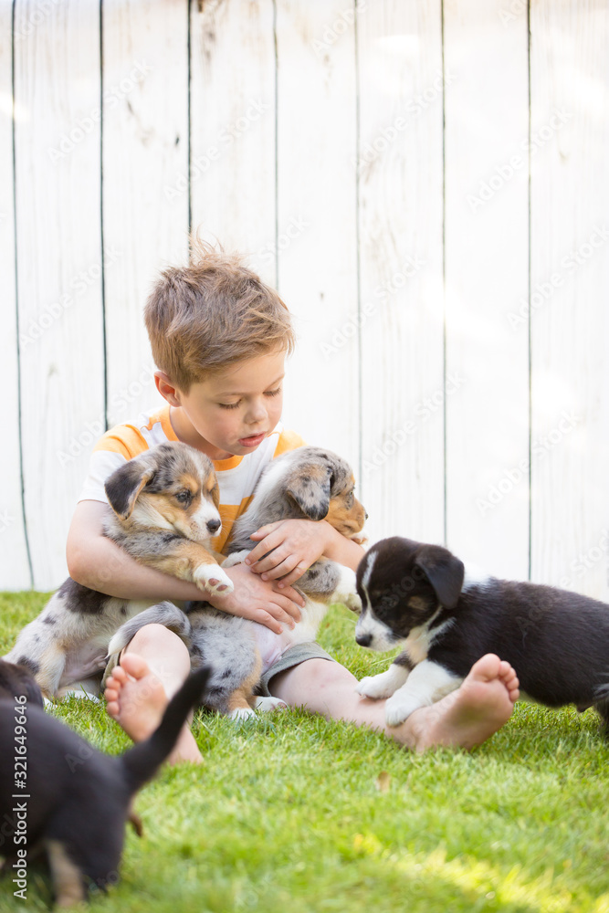 Little boy and corgi puppies
