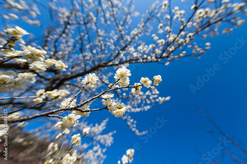 Wallpaper Mural 春を告げる白梅 Torontodigital.ca