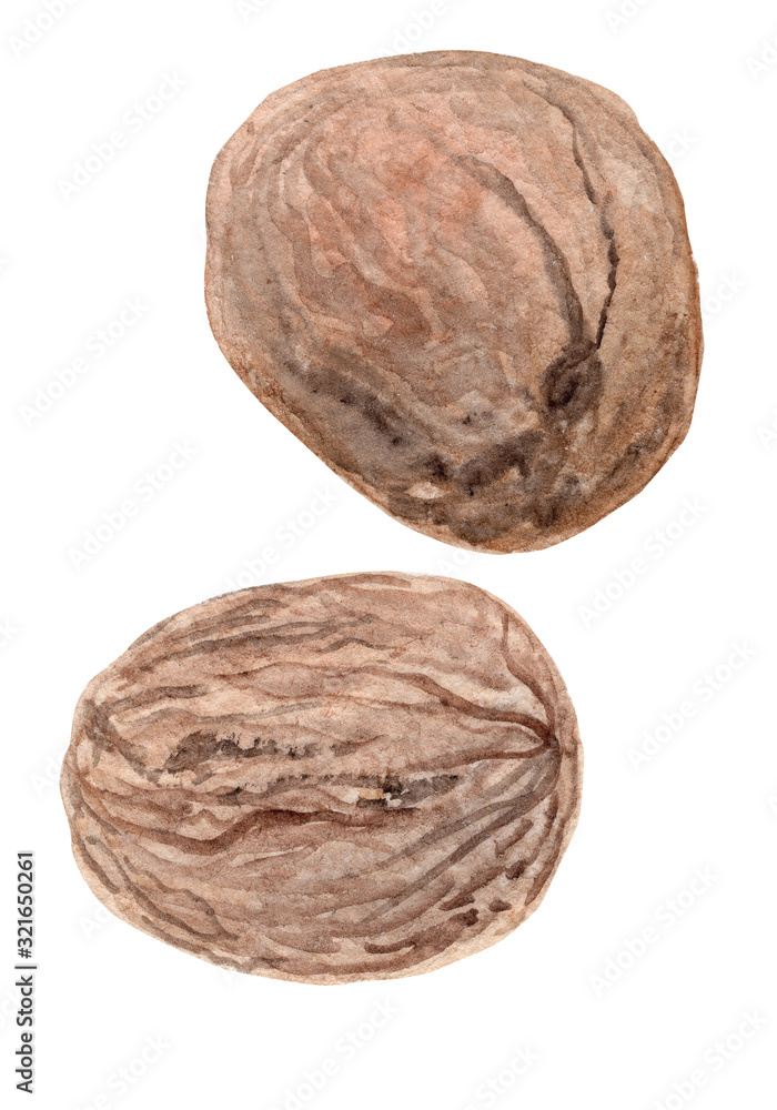 watercolor hand drawn brown walnut isolated on white background watercolor hand drawn brown walnut isolated on white background