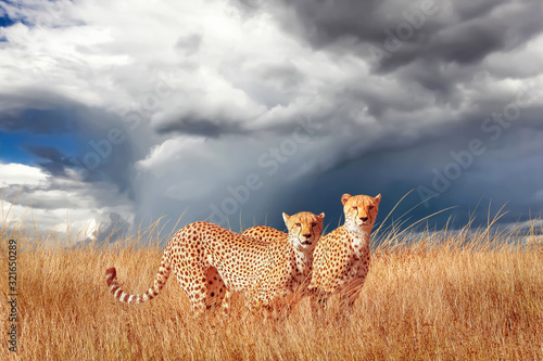 Group of cheetahs in the African savannah. Africa, Tanzania, Serengeti National Park. Wild life of Africa.