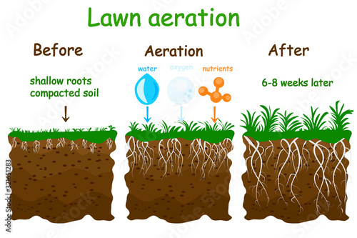 Lawn aeration stage illustration. Before and after aeration. Gardening grass lawncare, landscaping, lawn grass care service. Illustration for article, infographics or instruction. Stock vector
