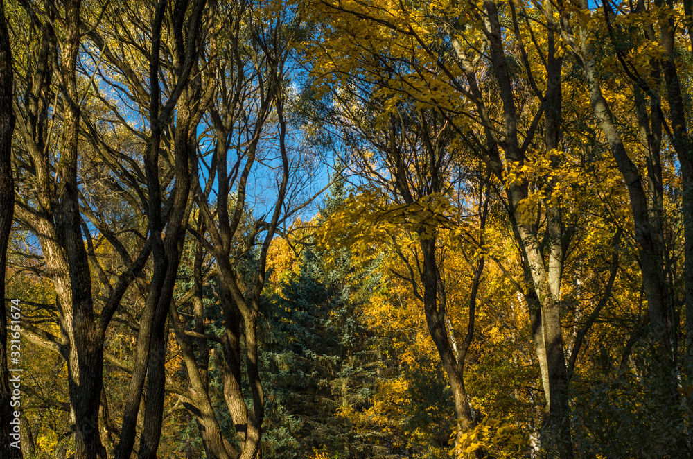 Golden autumn in a beautiful city park. Yellow trees in a mirror reflection of a blue lake. Krestovsky city park. Autumn park with green grass. SPb, Russia, October 17, 2019 Golden autumn in a beautiful city park. Yellow trees in a mirror reflection of a blue lake. Krestovsky city park. Autumn park with green grass. SPb, Russia, October 17, 2019