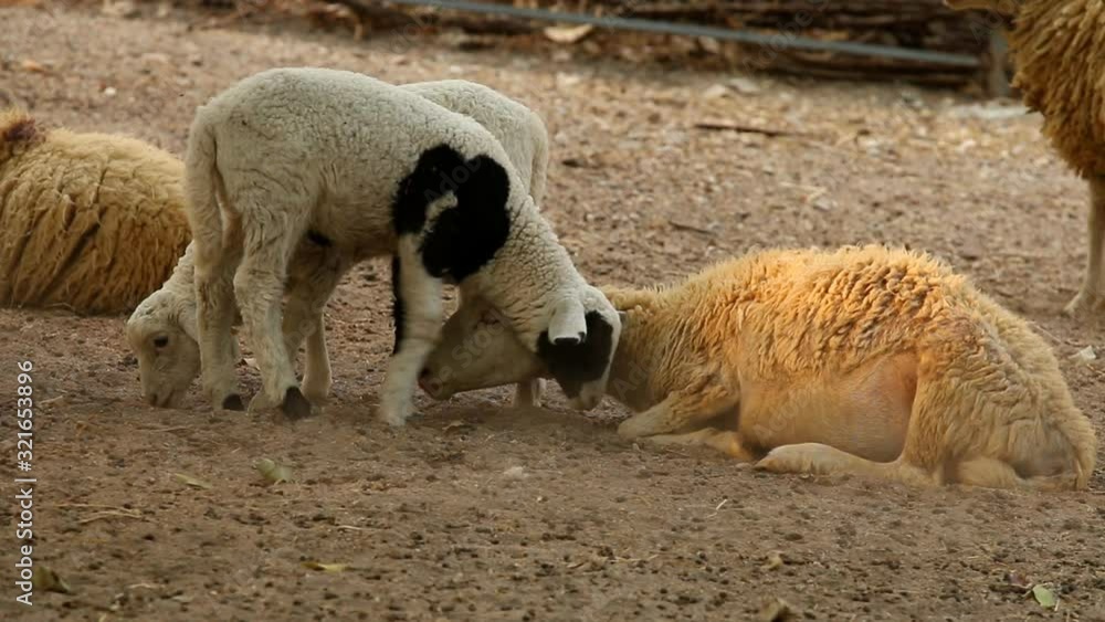 Sheep in farm , out door Chiangmai Thailand Sheep in farm , out door Chiangmai Thailand