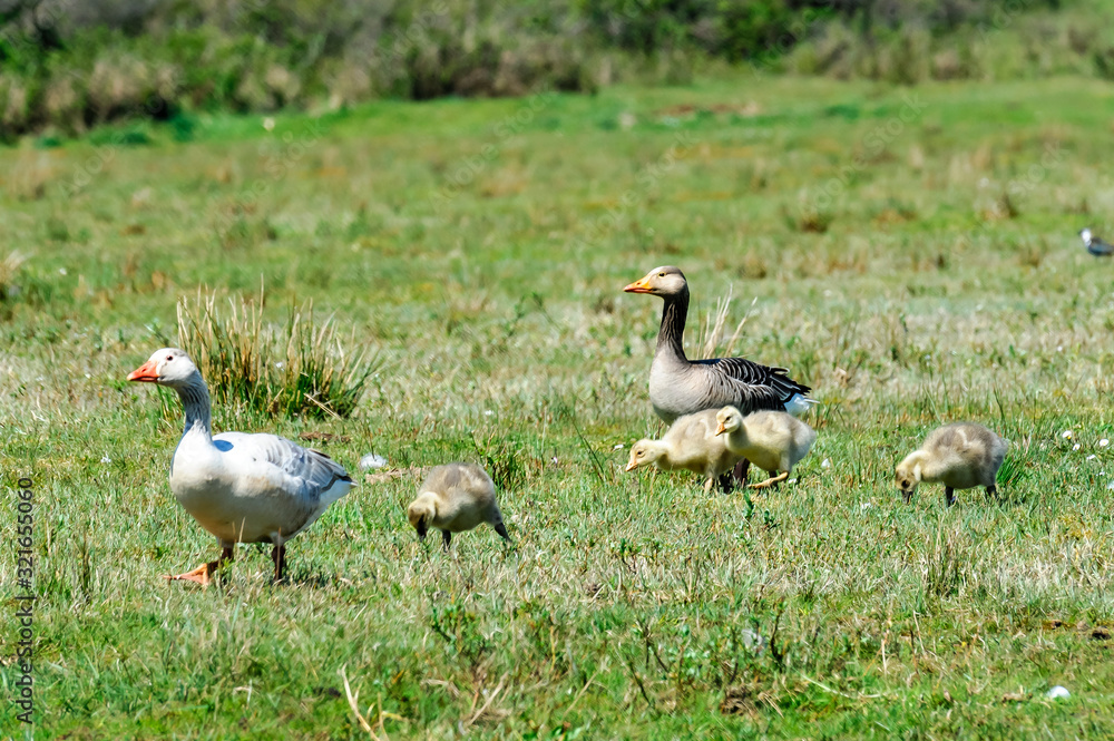 ducks on grass ducks on grass