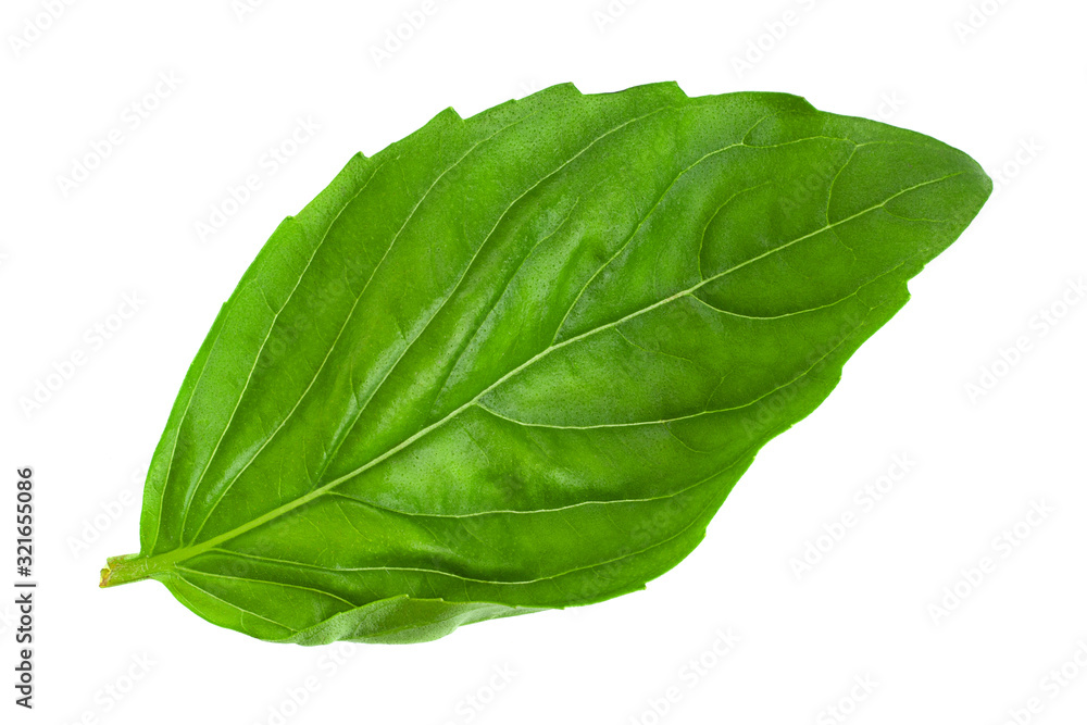 Green basil herb isolated Green basil herb isolated