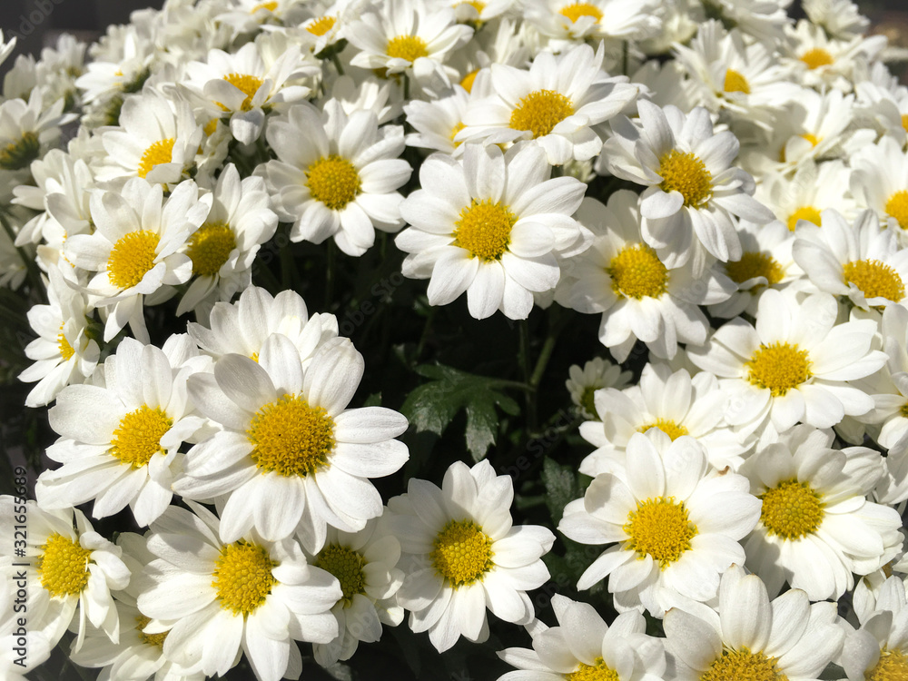 Bouquet of daisies. Bouquet of daisies.